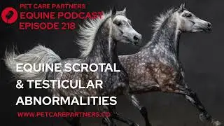 EP. 218: Scrotal & Testicular Abnormalities in Horses | Equine Health Explained