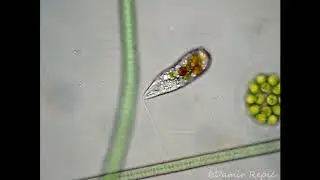 Peranema
