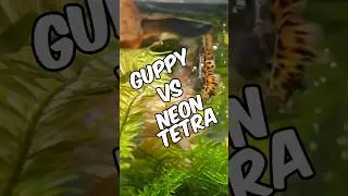 Guppy Vs Neon Tetra - What's The Best Tropical Fish For Your Aquarium?