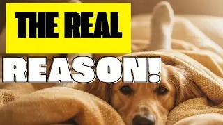 Why Does Your Dog Sleep at Your Feet? (It&rsquo;s Not Just Love)