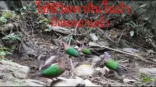 ใช้ชีวิตหากินในป่า