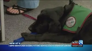Future service dog trained at GRPD dispatch