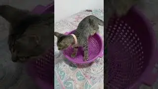My parents kitten love sitting in a strainer