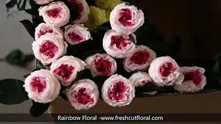 a fast review for the decorative preserved stabilized Austin roses bud with stem from Rainbow