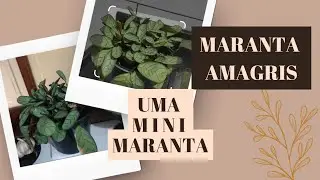 Maranta Amagris / Uma mini Maranta