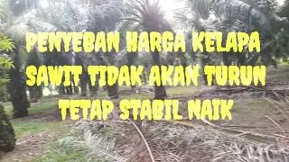 Penyebab harga kelapa sawit tidak akan pernah turun