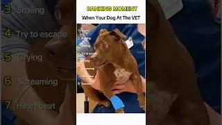 Dogs being idiots part 259 😂| Funny dogs compilation #funnydog #funnypet #cutedog #dog #dogsworld
