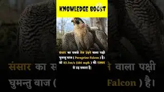 Amazing fact about Hawk