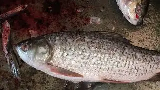 Mastering Rohu Fish Cutting By Expert In Fish Market 