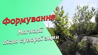 Формування МАГНОЛІЇ після суворої зими