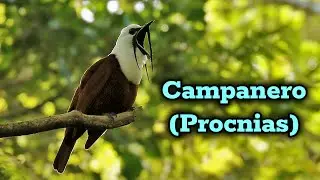 Campaneros: Aves Que Rompen El Silencio del Bosque