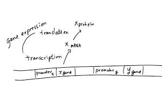 Simpe Two Gene Regulatory Network