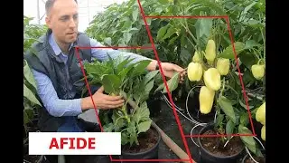Afide și viroze, simptome și combatere