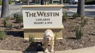 Dog Friendly Hotel Review - Westin Carlsbad California