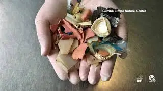100 pieces of plastic pulled out of sea turtle's stomach