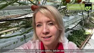 Enza Zaden: Fortuneza F1 - vlog pomidorowy -odcinek nr 3 🍅