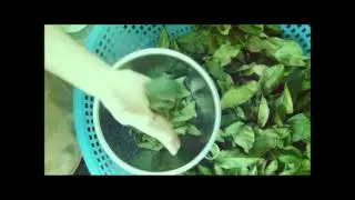 How I make greentea powder - C&aacute;ch l&agrave;m bột tr&agrave; xanh matcha #rubytastes