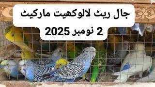 Lalukhet Wholesale Jaal Market Latest Prices for Bird Cages & Netting Today 2.11.2025