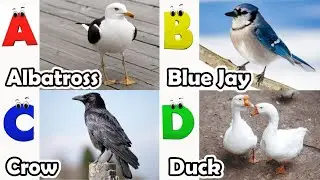 Alphabet Song with Birds | ABC Learning Video for Preschool Kids | Koko Study Class 2025