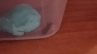 Finally nanitics!!!!!!