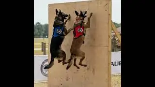 High Wall Climb. #ai #dog #Military #tactics #competition