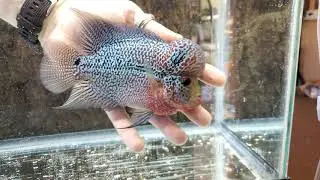 Kamalau Flowerhorn