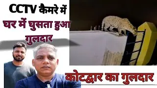 CCTV footage mein guldar, tiger in Uttarakhand, kotdwar ka bagh, guldar, tiger attack, kotdwar news,