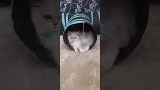 Doll face kitten #shorts #awwanimals #adorable #cats