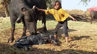 wonderful murrah buffalo help by little child