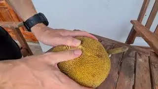Unique fruit (Tarap) in Borneo. Here's how to open it.