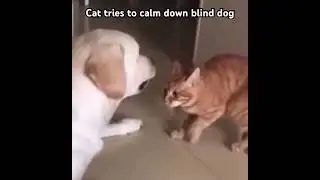 Cat tries to calm down blind dog (Credit to @lilfluff4826)