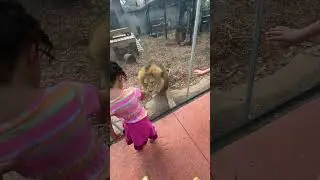 Aggressive lion at the Michigan City Zoo smacks the glass in front of kids!