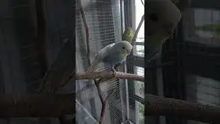 G&oacute;c y&ecirc;u thương. #chimsinhsan #birds #pets #aviary