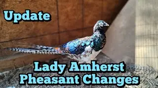 Lady Amherst Pheasant Transition -Update