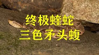 终极蝰蛇：三色矛头蝮（Bothrops asper）