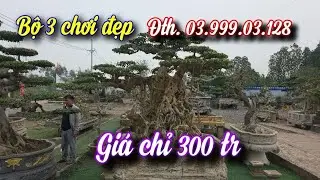 SH.11414. Bộ 3 cây Sanh chơi quá hấp dẫn giá 300 triệu. LH 03.999.03.128
