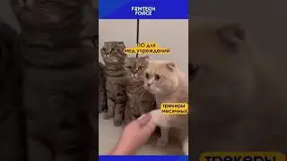 Когда выбираешь сегмент для фемтех-стартапа #femtech #женскоездоровье