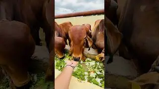The Life-Changing Impact of GAU SEVA