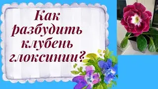 Как разбудить клубень глоксинии/