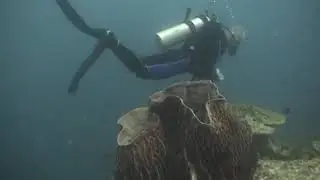 Siam Seas