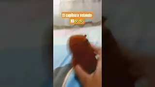 capibara se ha atropellado un carro cat XD #capibara