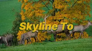 Frank Ocean - Skyline To (lyrics)