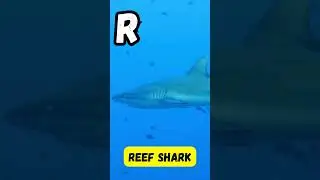 ABC Sea Animals 🌊🐟 | Short Alphabet Song for Kids | Learn Ocean Creatures | #abcd #kids #shorts