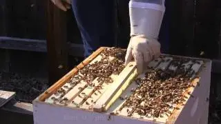 The Buzz with the Princeton BEE Team