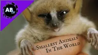Smallest Animals in the World! 5 Weird Animal facts - Ep. 14 : AnimalBytesTV