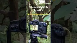 The wonderful Forest of Dean www.focusingonthelight.com #forestrelaxation