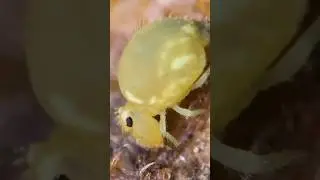 Invisible World - Extreme Macro