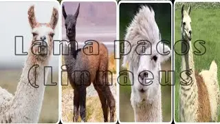 Lama pacos (Linnaeus