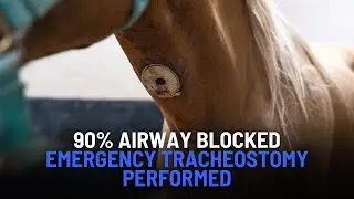 Severe Upper Airway Obstruction in Horse Leads to Emergency Tracheostomy