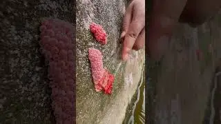 ASMR Crushing apple snail eggs #asmr #satisfying #snail #snaileggs #bigsnail #butterfly #snailvidio